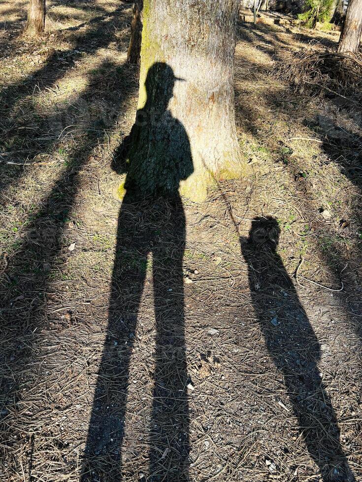 Shadow of a person and dog projected on a forest ground during sunlight photo
