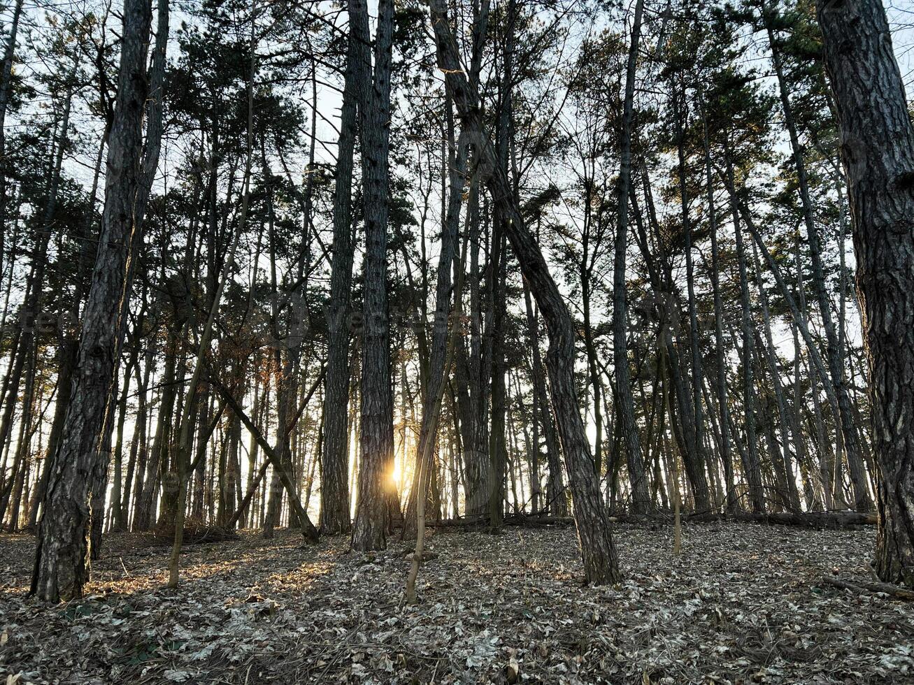 Sunlight filtering through a tranquil forest with tall leaning trees photo