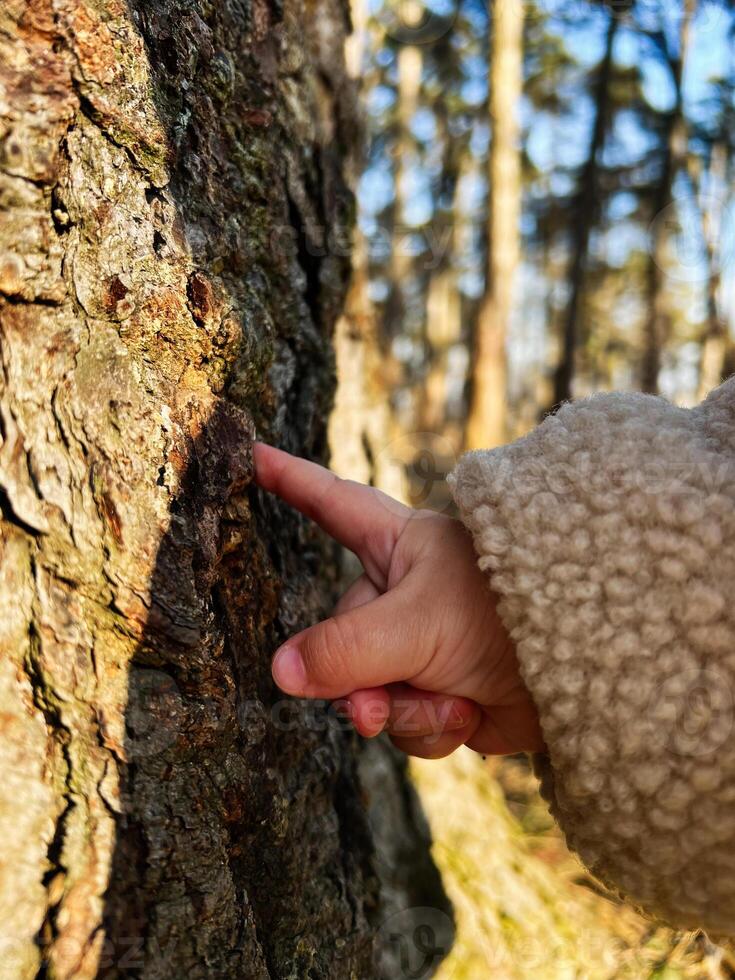 Child touching tree bark in a forest during sunny weather photo