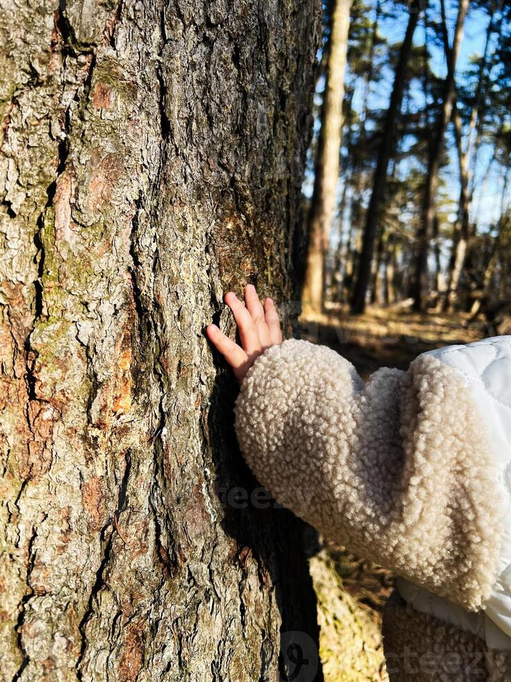 Child's hand touching a tree in a forest illuminated by sunlight photo
