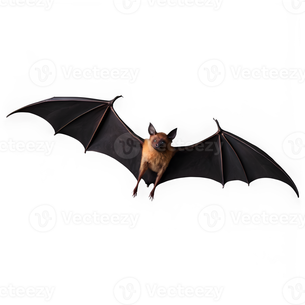 Flying bat isolated on transparency background png