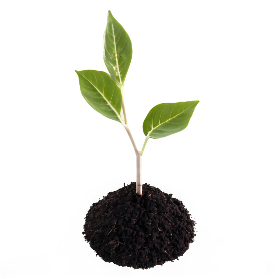 Young plant in earth isolated on transparency. png