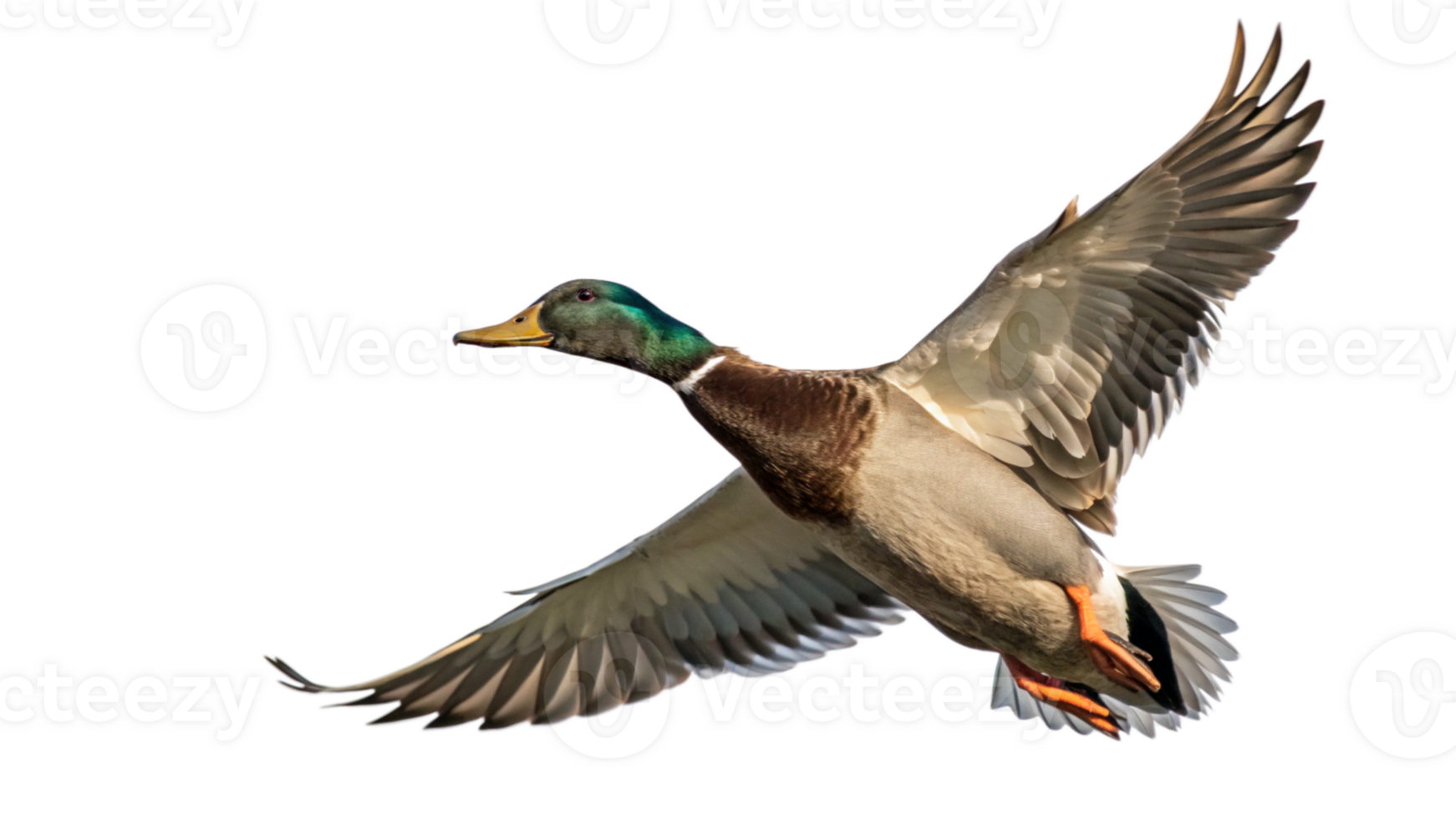 A mallard duck flying in the air png