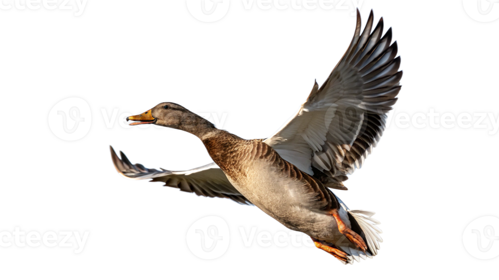 A duck flying in the air with its wings spread png