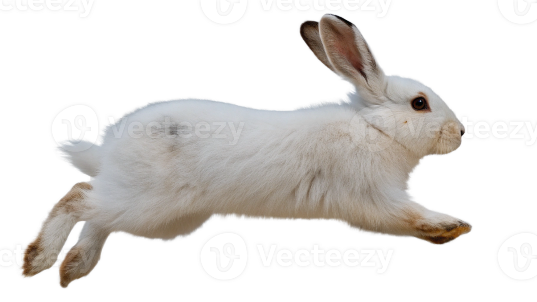 A white rabbit is jumping in the air png