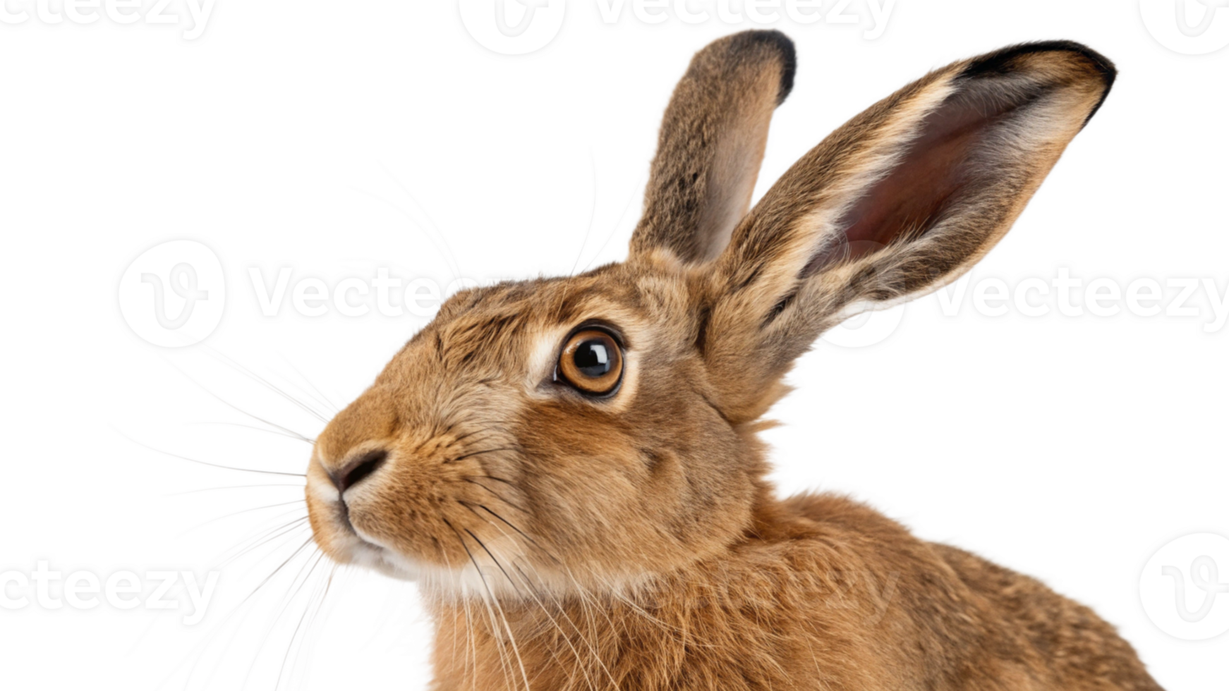 A brown rabbit is looking to the side png