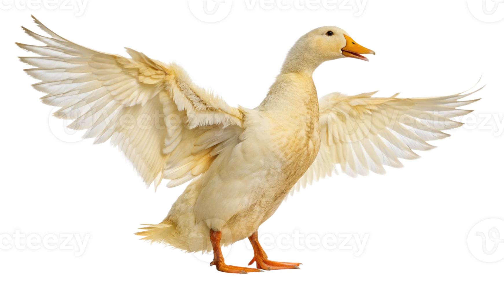 A white duck with its wings spread out png