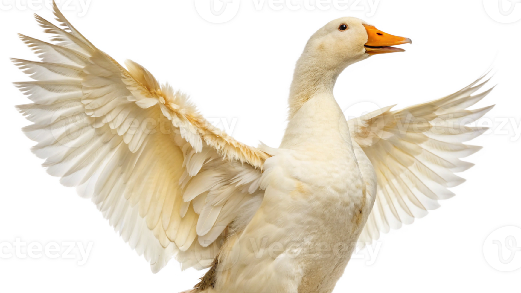 A white duck with its wings spread out png