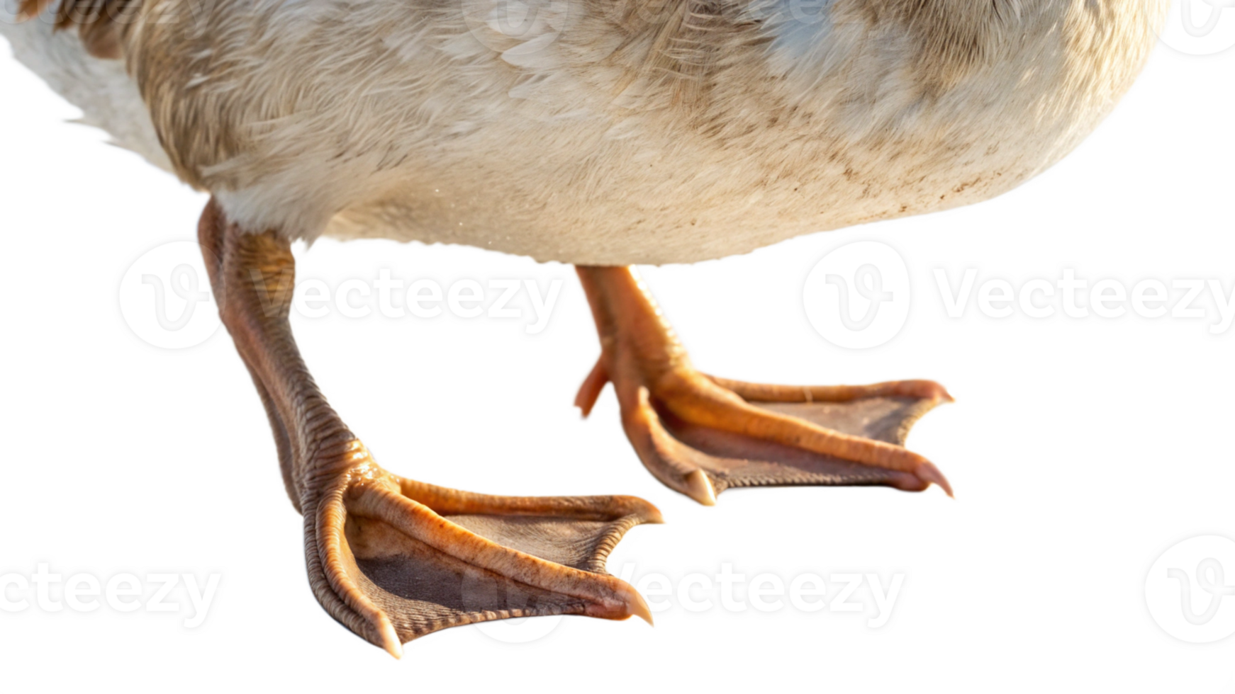 A duck with long legs and a long neck png