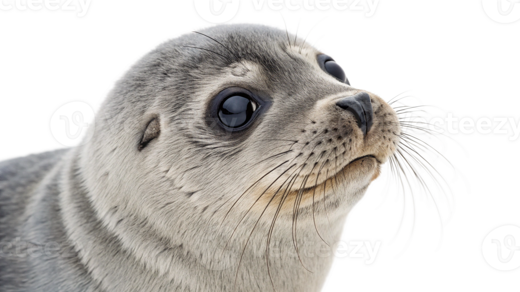 A seal is looking up at the camera png