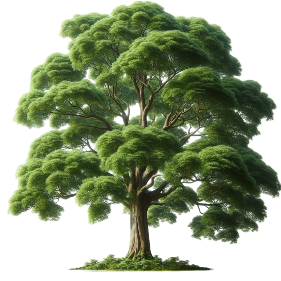 Large Green Oak Tree png