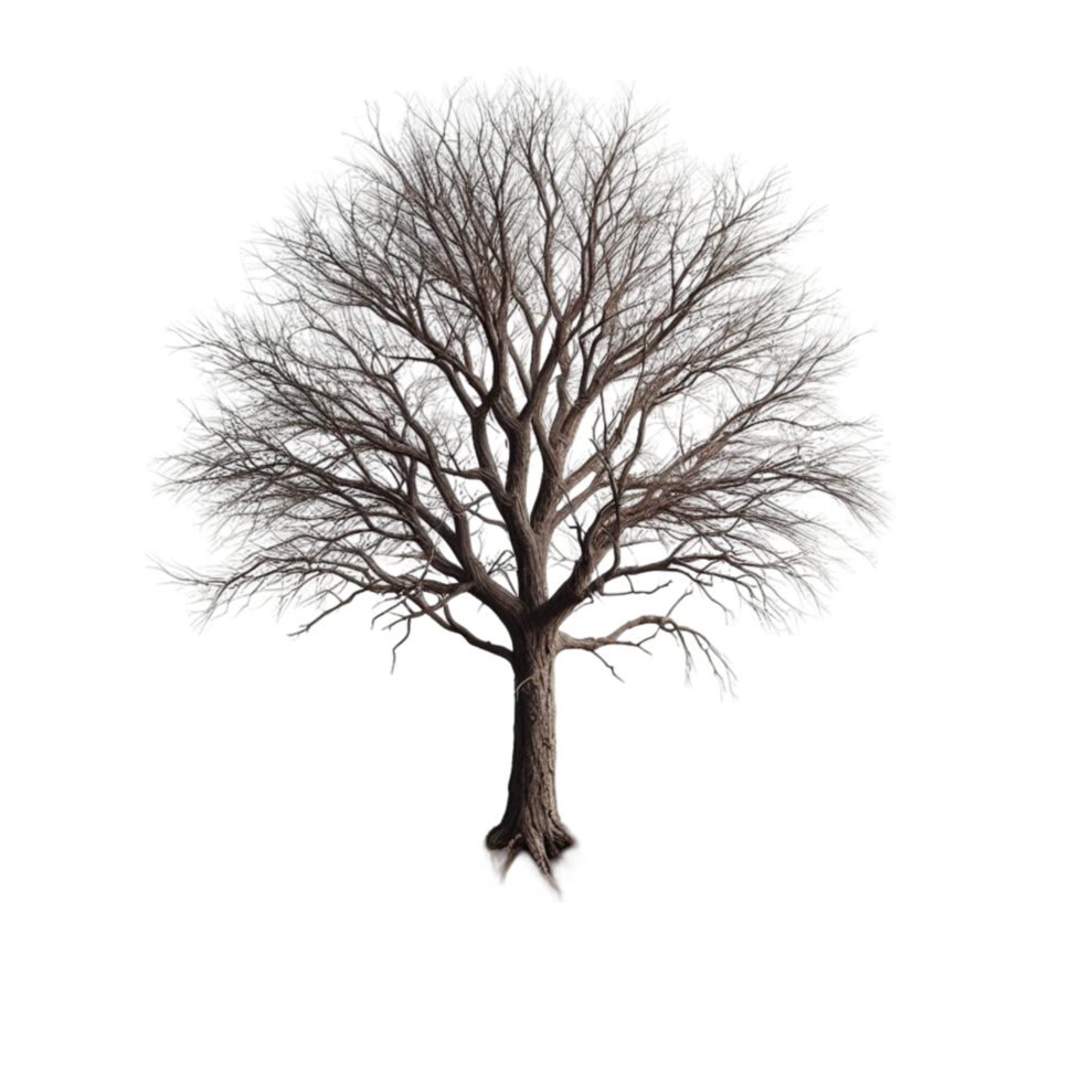 Lonely Bare Tree in a Dry Landscape png