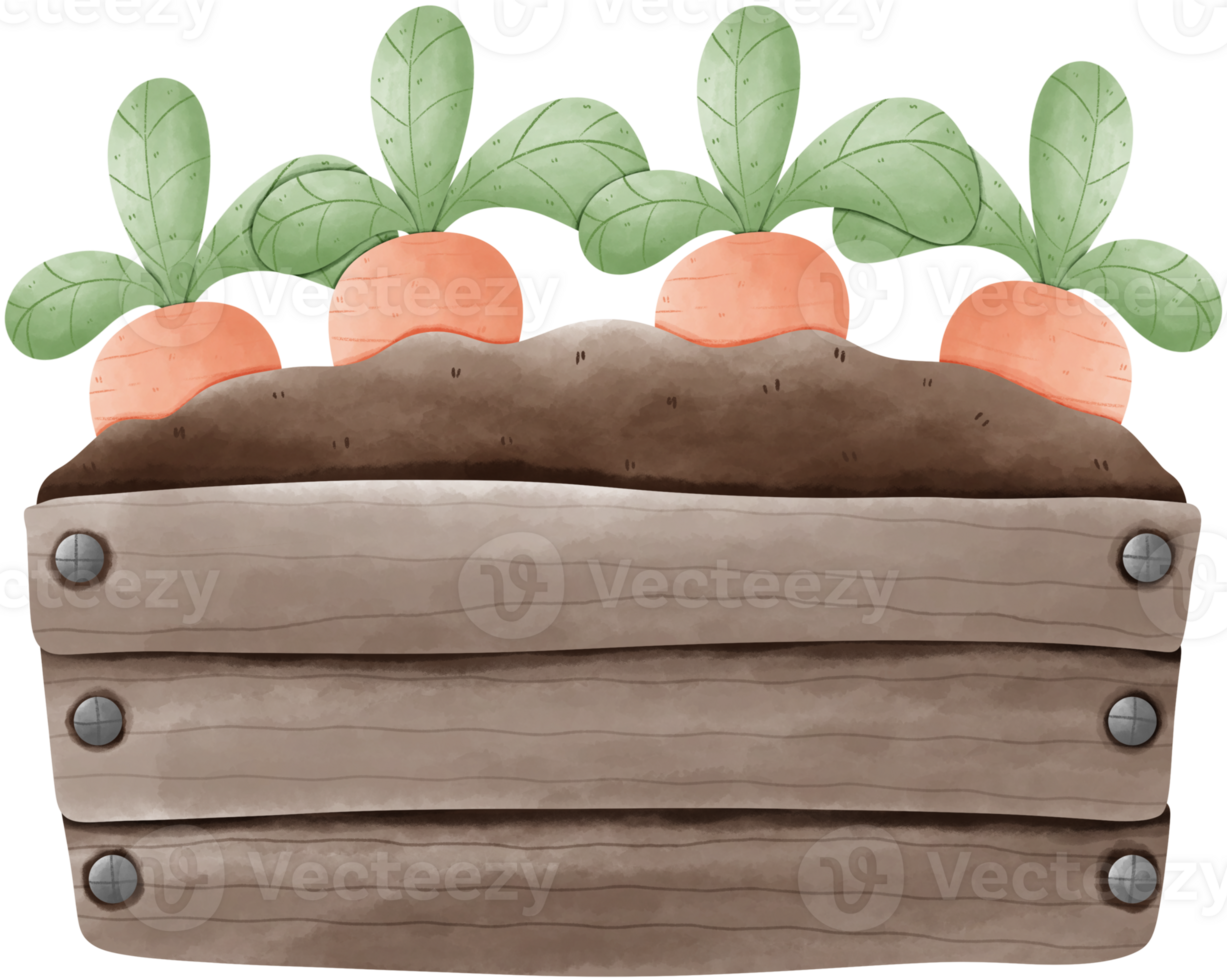A watercolor illustration of four carrots growing in a brown wooden crate. The carrots have orange roots and green leaves. The crate has four layers of planks and metal studs. png