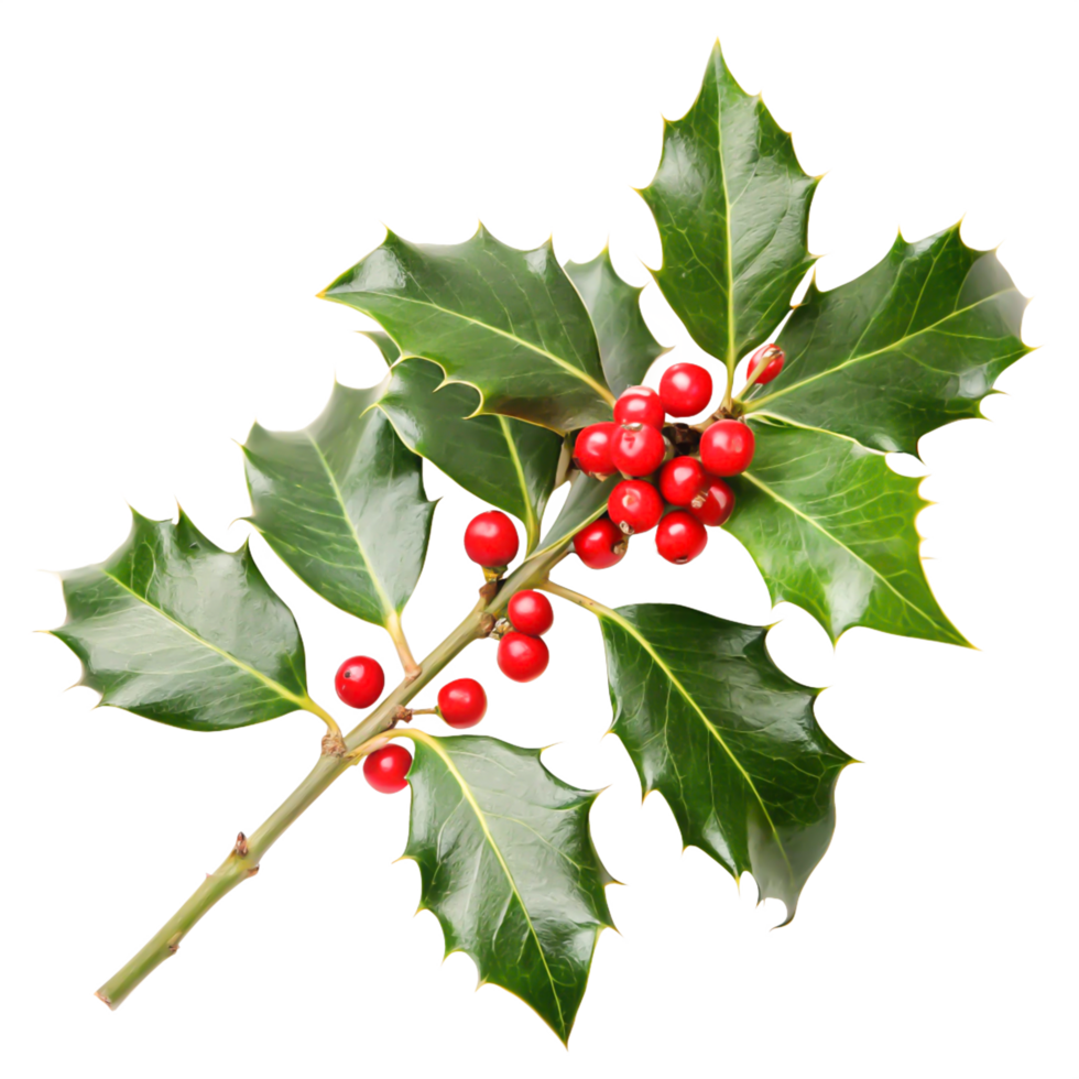 Christmas Holly Sprig with Red Berries, Isolated on White Background png