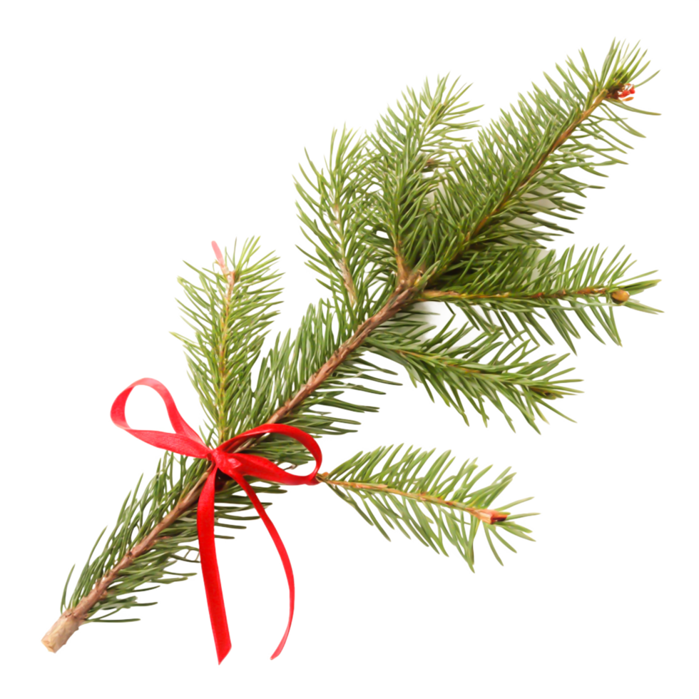 Festive Christmas Fir Branch with Red Ribbon Bow, Isolated on White Background png