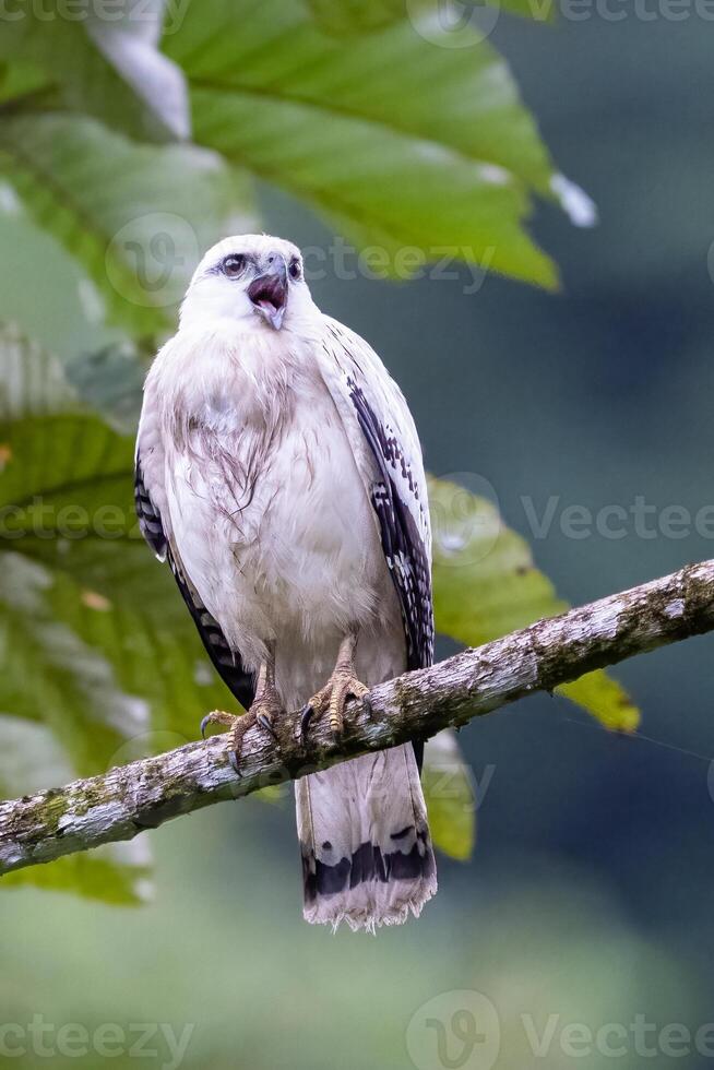 The white hawk, Pseudastur albicollis, is a bird of prey photo