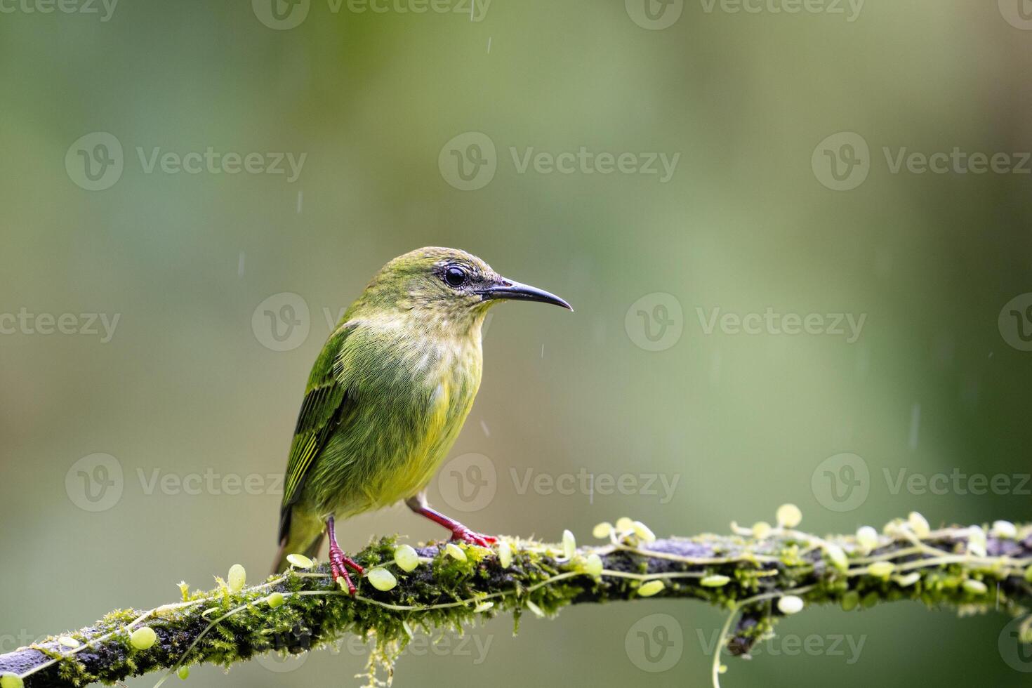 The red-legged honeycreeper, Cyanerpes cyaneus, female photo