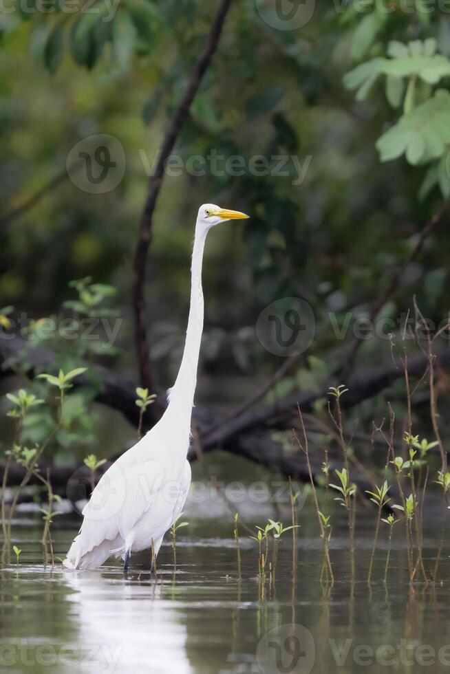 The great egret, Ardea alba, also the great white egret or great white heron photo