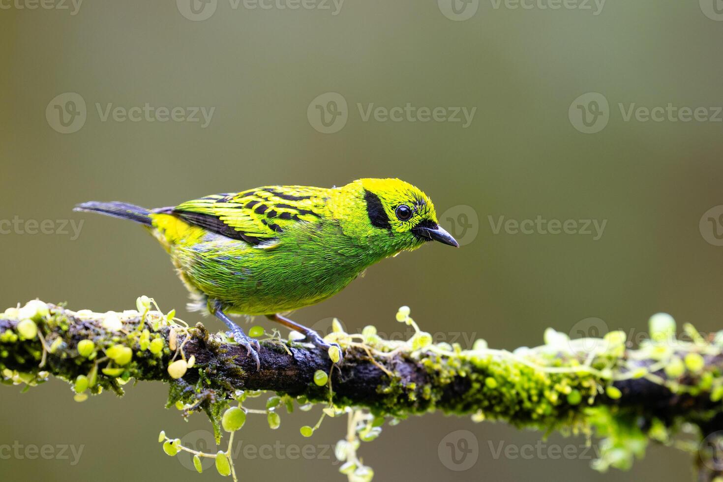Tangara icterocephala, The silver throated tanager is species of passerine bird photo