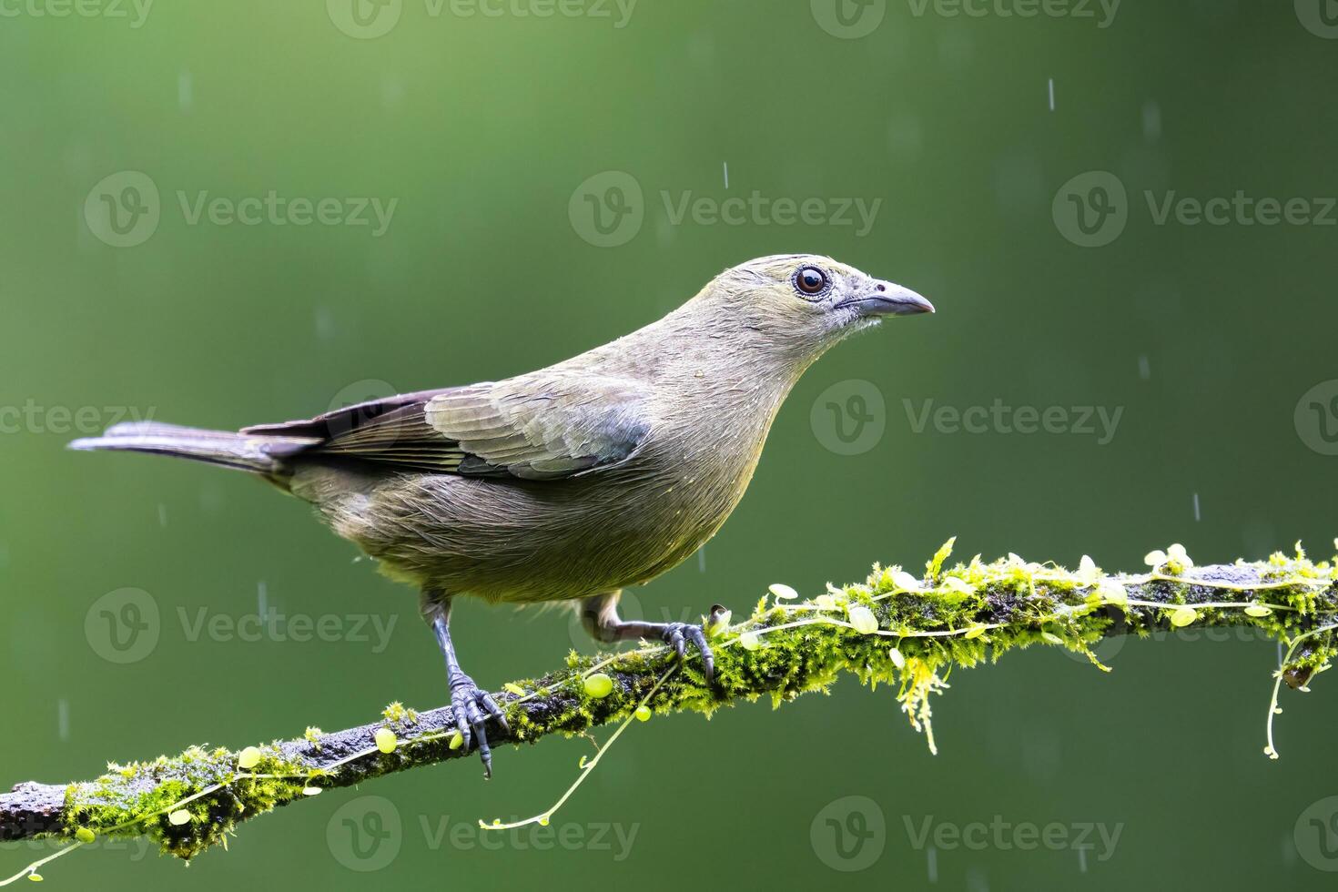The palm tanager, Thraupis palmarum, is a medium-sized passerine bird photo