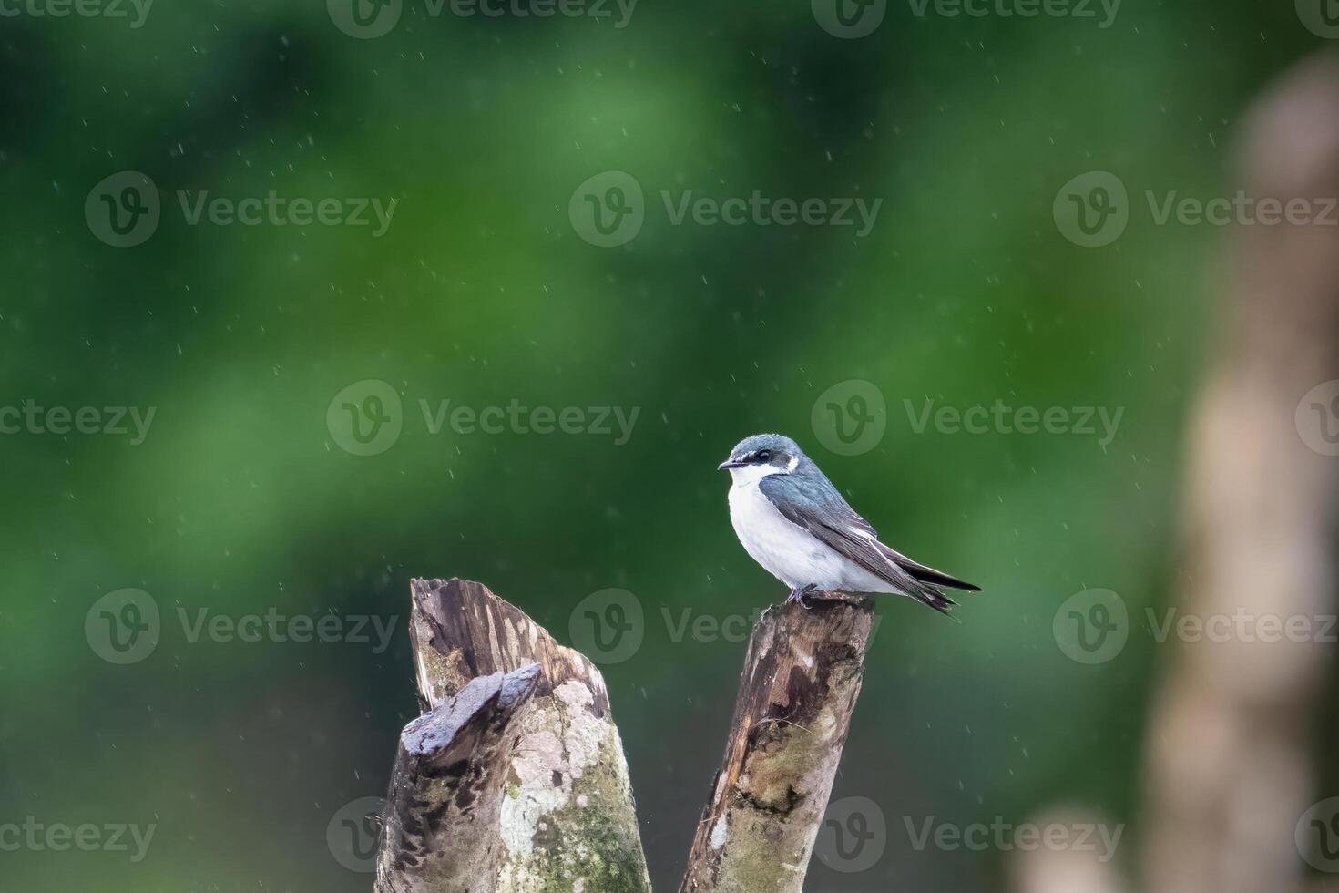 The mangrove swallow, Tachycineta albilinea, is a bird in the swallow family photo