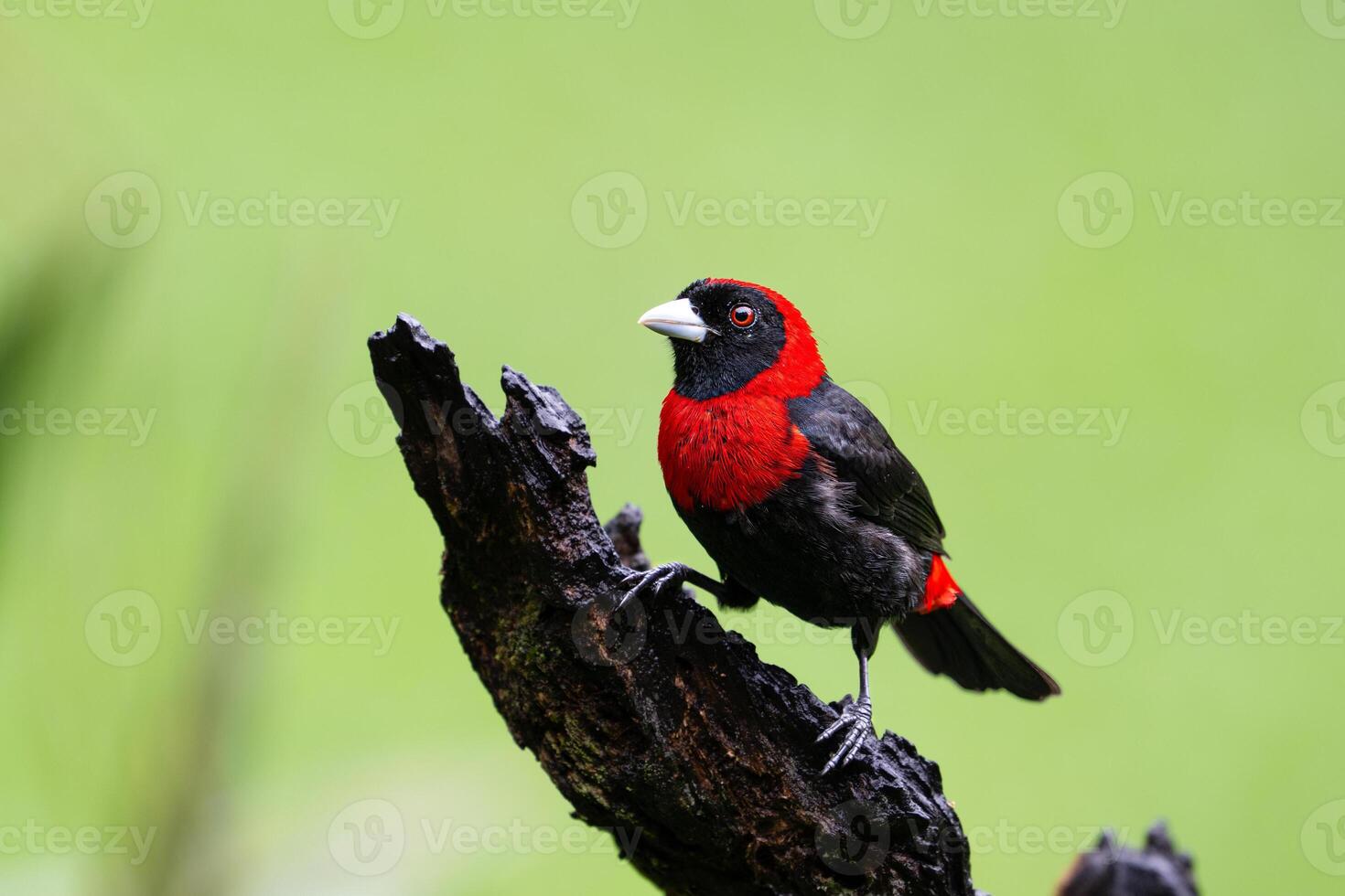 The crimson-collared tanager, Ramphocelus sanguinolentus, in a rain photo