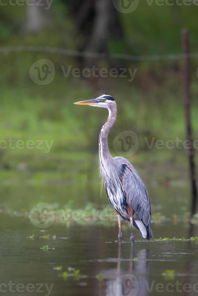 The great blue heron, Ardea herodias, is a large wading bird in family Ardeidae photo