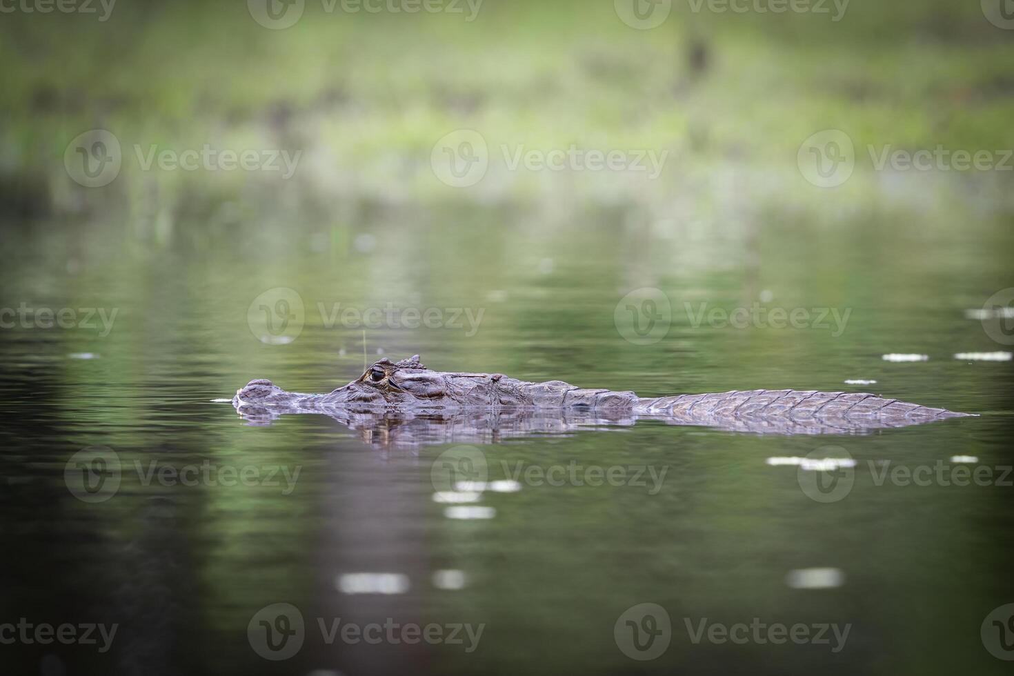 The spectacled caiman, Caiman crocodilus, known as the white or common caiman photo