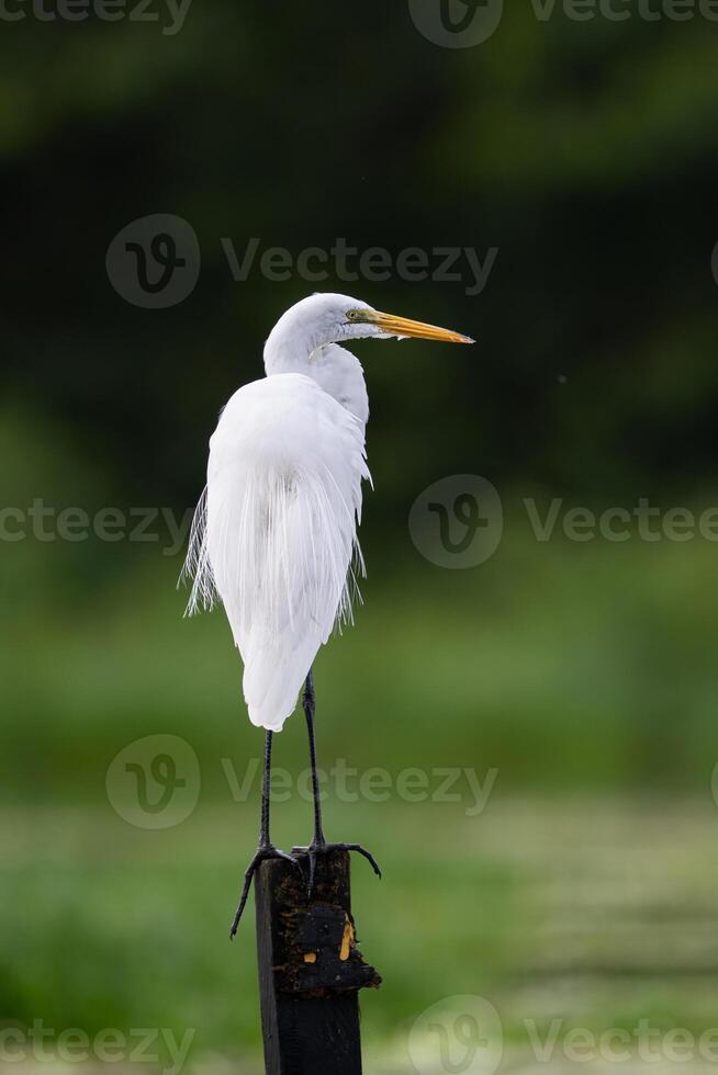 The great egret, Ardea alba, also the great white egret or great white heron photo