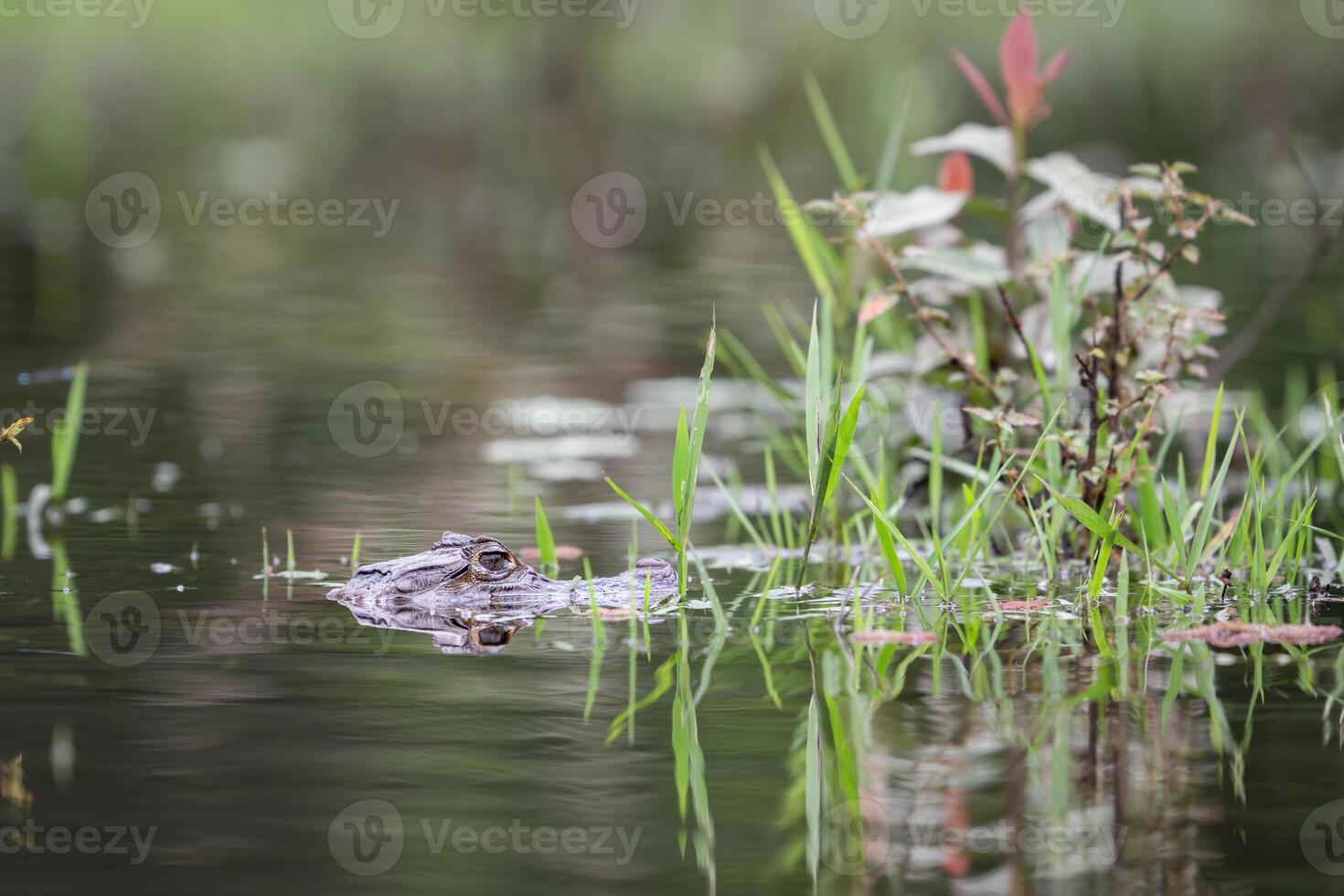 The spectacled caiman, Caiman crocodilus, known as the white or common caiman photo