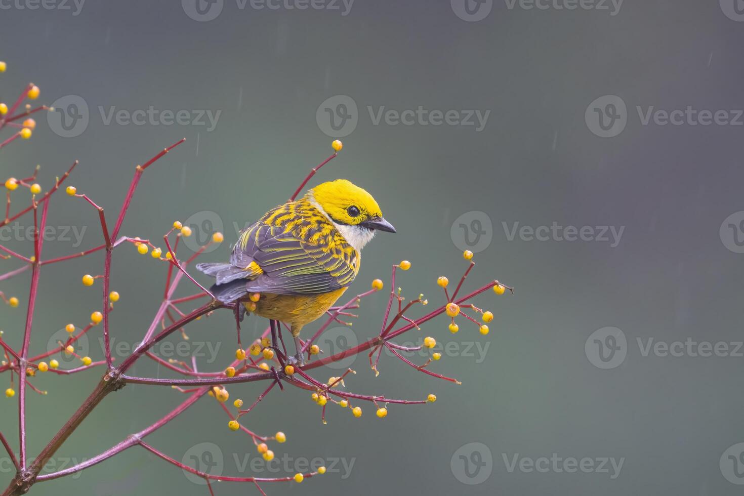 Tangara icterocephala, The silver throated tanager is species of passerine bird photo