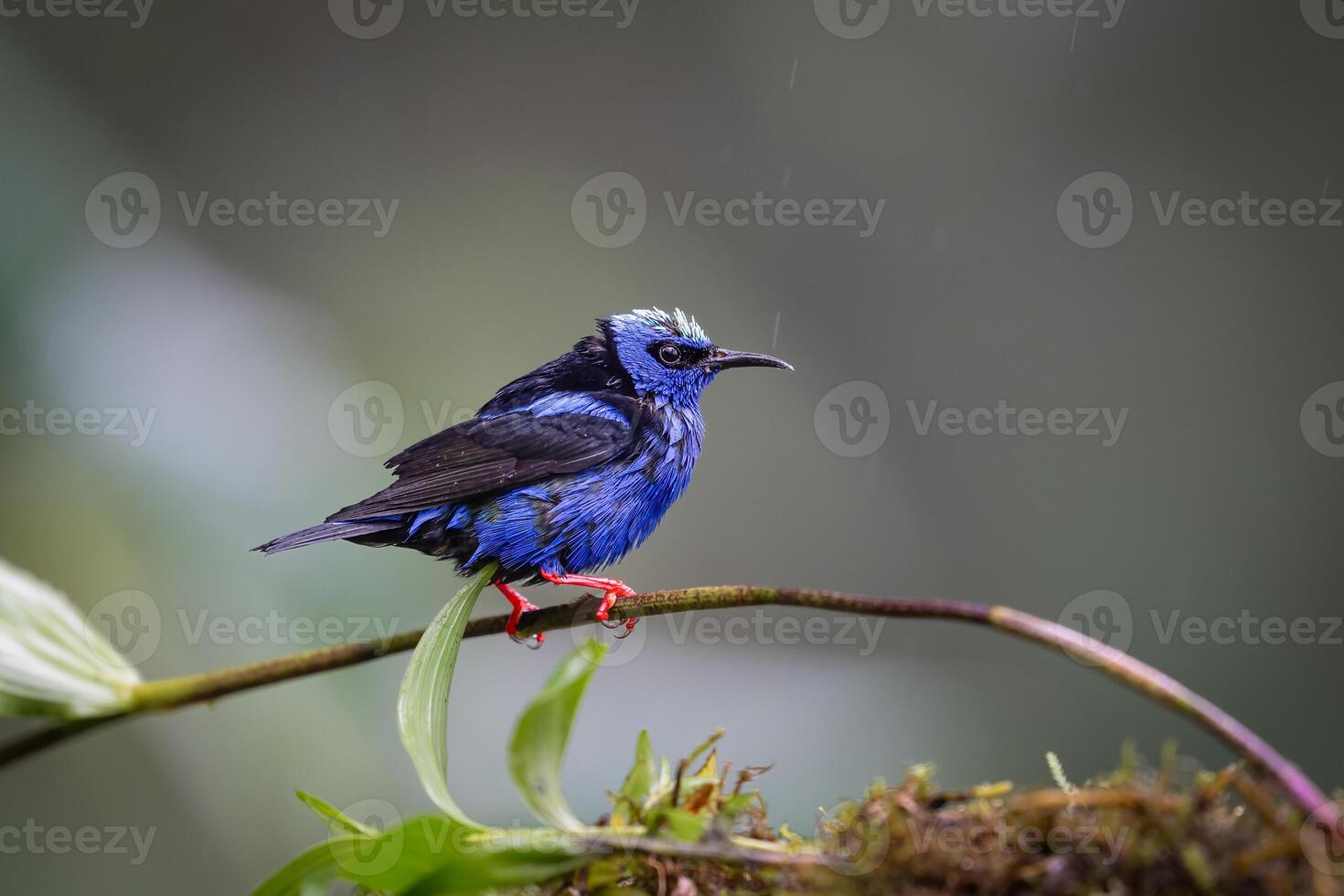 The red-legged honeycreeper, Cyanerpes cyaneus is a small songbird species photo