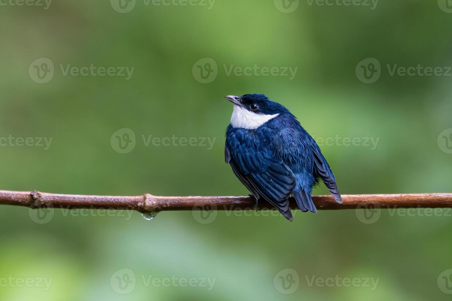 The white-ruffed manakin, Corapipo altera, is a sub-oscine passerine bird photo