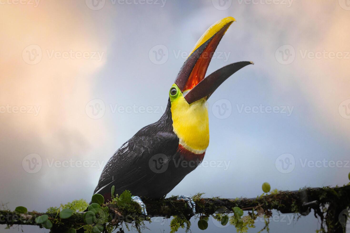 The yellow-throated toucan, Ramphastos ambiguus is a Near Threatened species photo