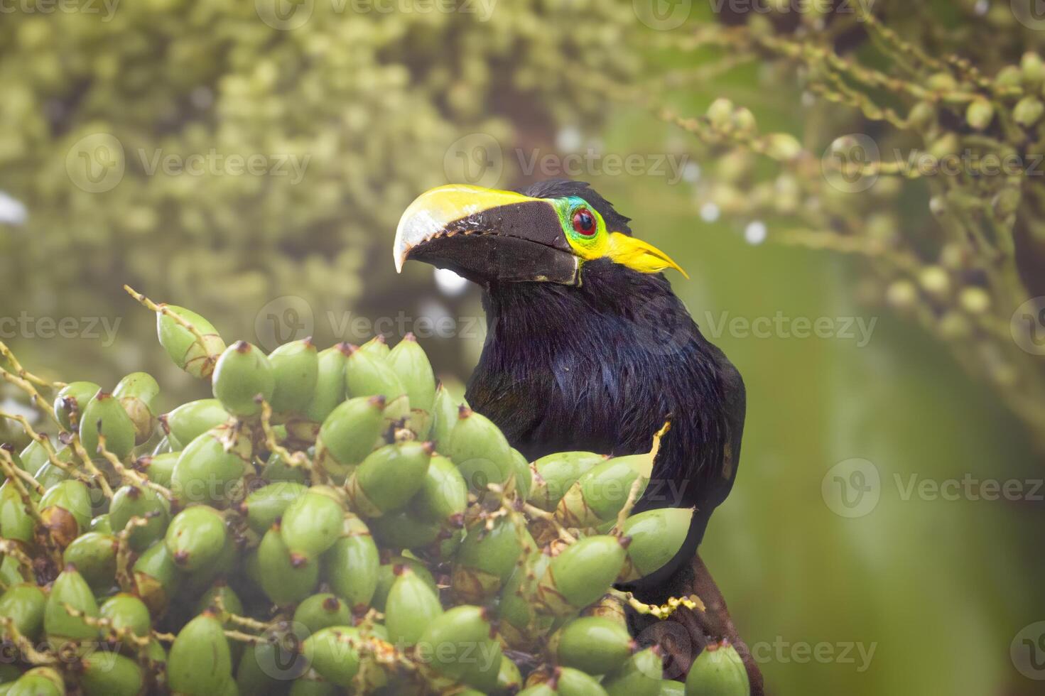 The yellow-eared toucanet, Selenidera spectabilis - toucan family Ramphastidae. photo