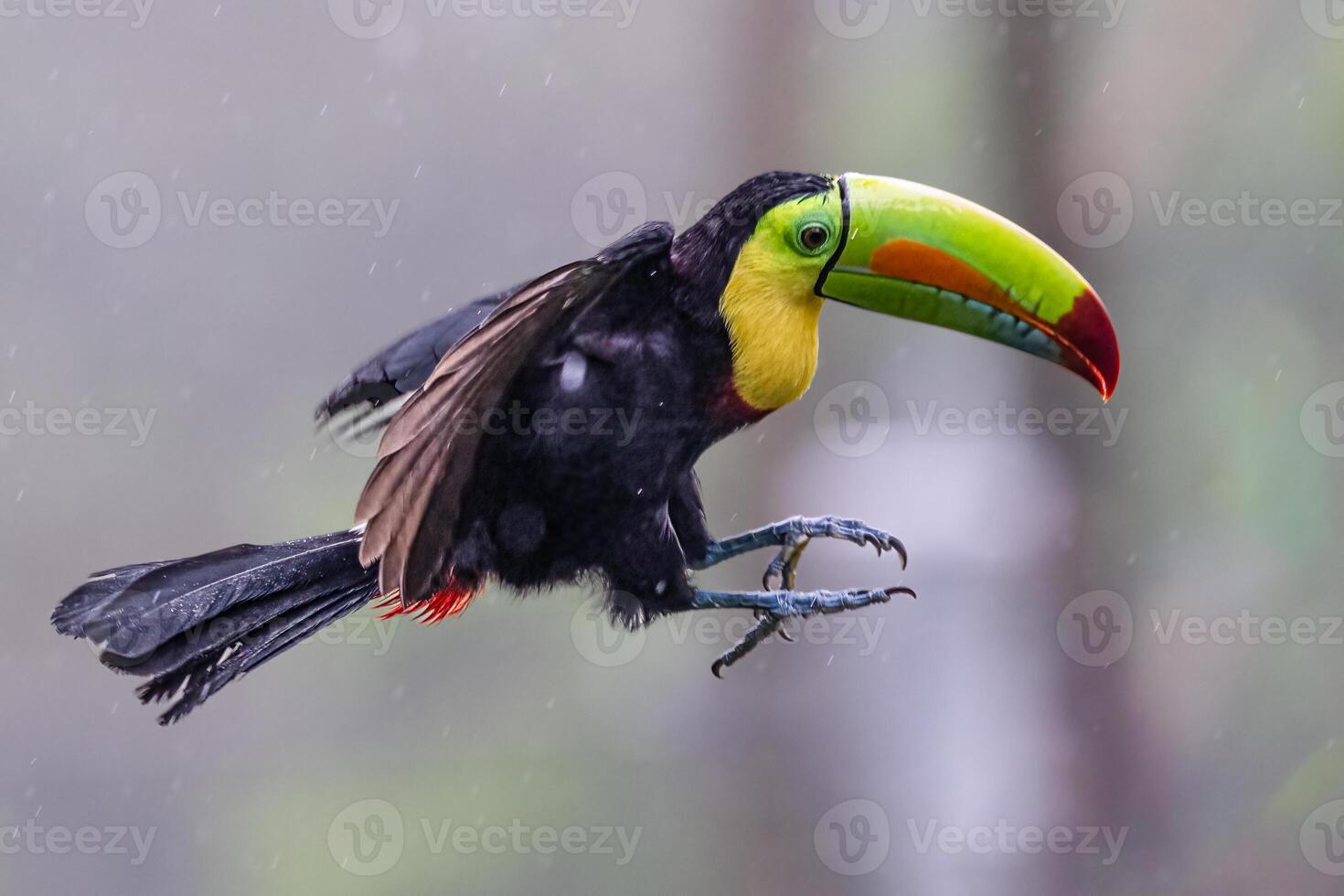 Ramphastos sulfuratus, The keel-billed toucan, in flight photo