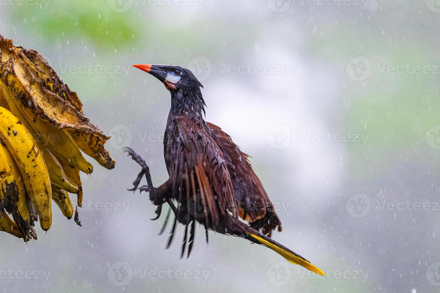 The Montezuma oropendola, Psarocolius montezuma, in a flight photo