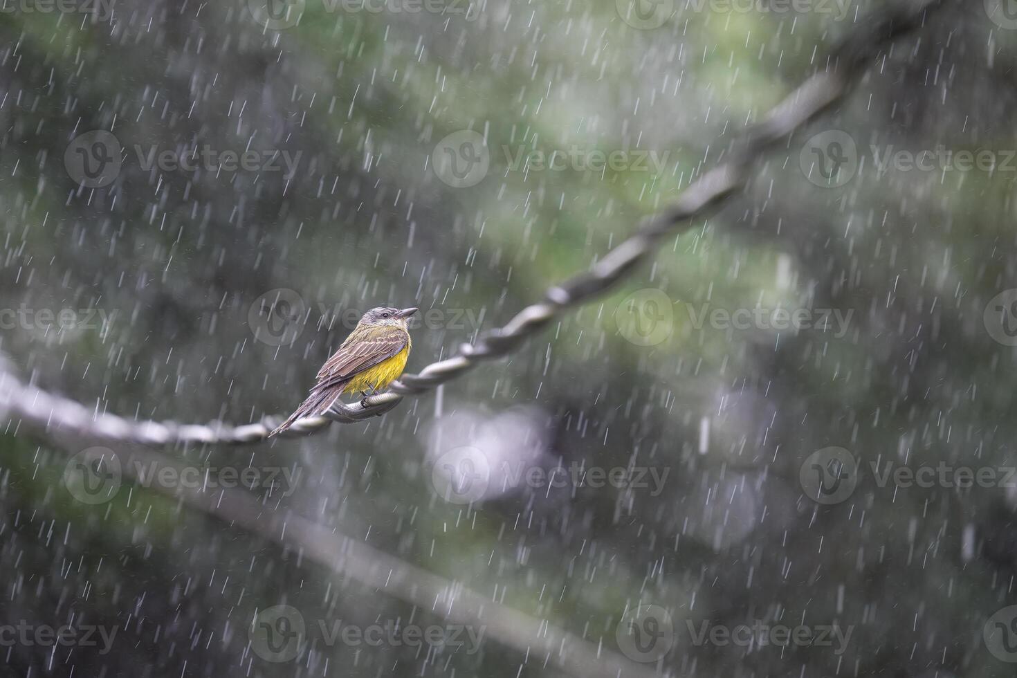 The tropical kingbird, Tyrannus melancholicus, in a heavy tropical rain photo