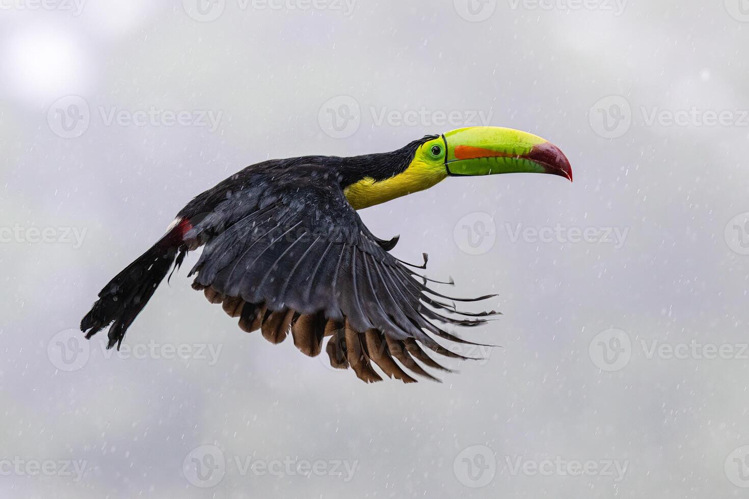 Ramphastos sulfuratus, The keel-billed toucan, in flight photo