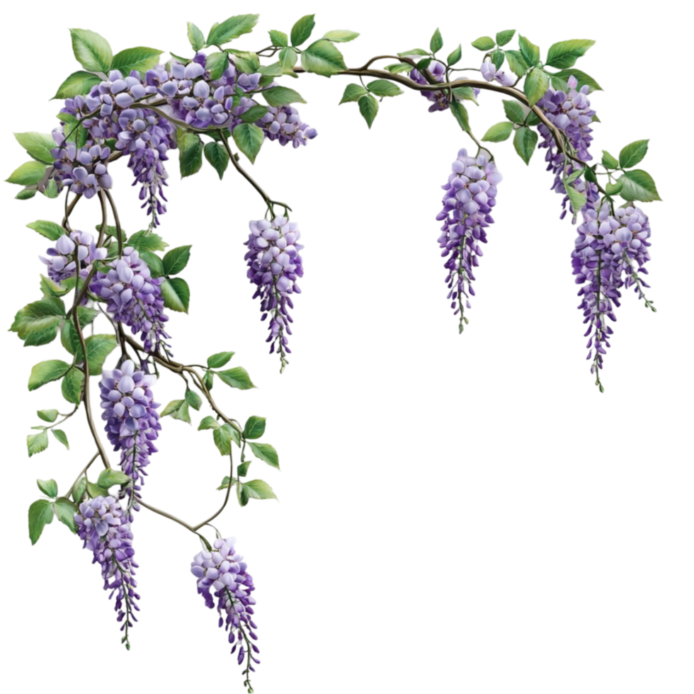 Hanging Wisteria Flowers Transparent Background png
