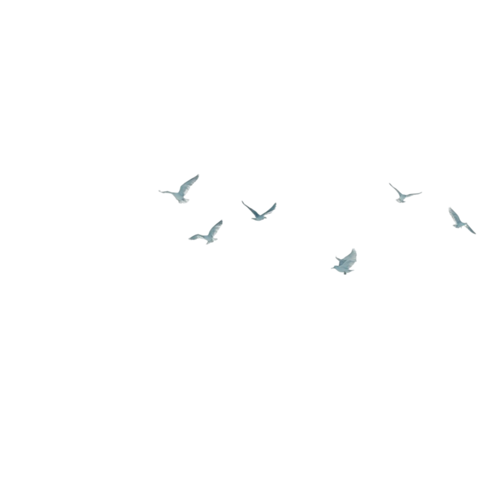 Flying Birds Silhouette Transparent Background png