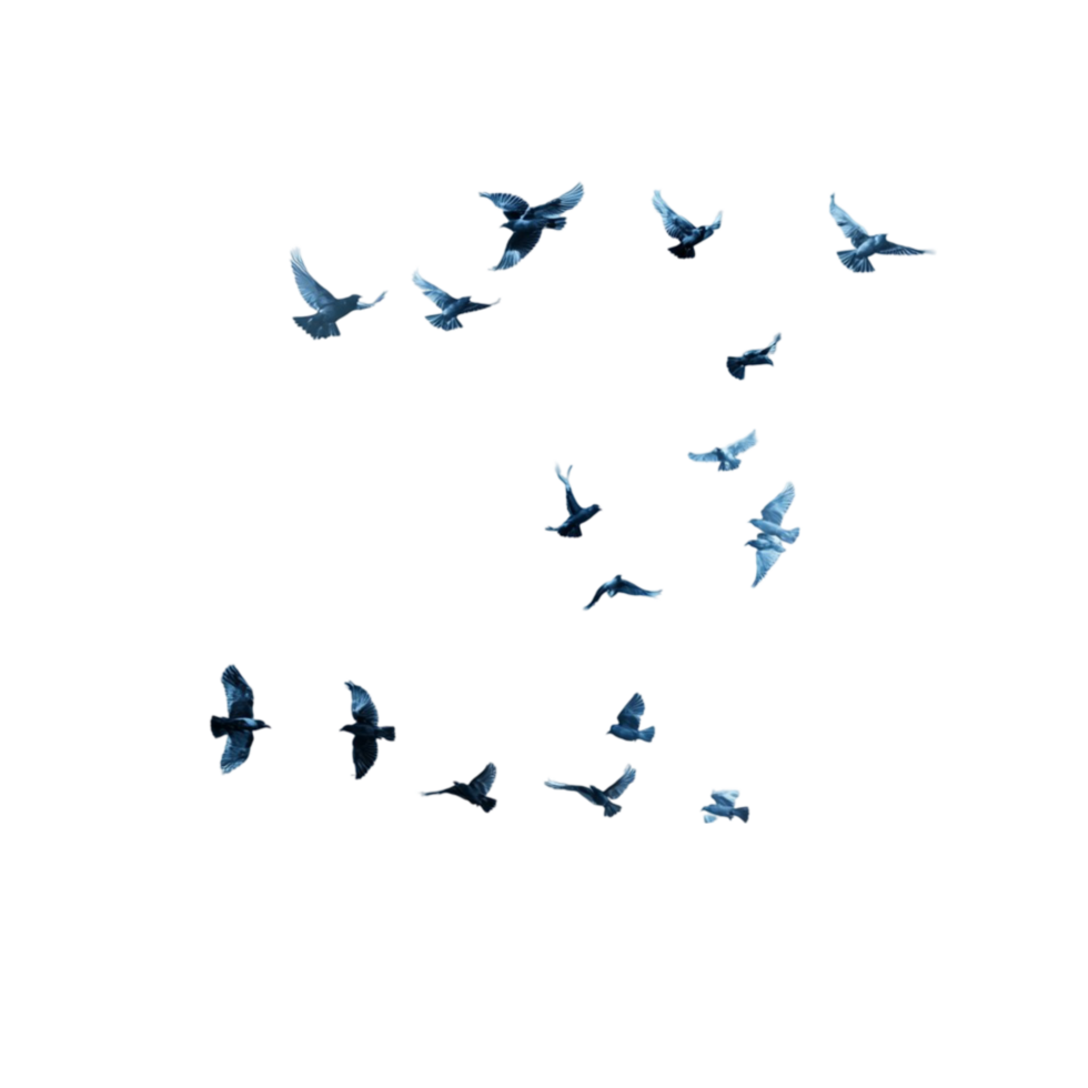 Small Birds in Flight Transparent Background png