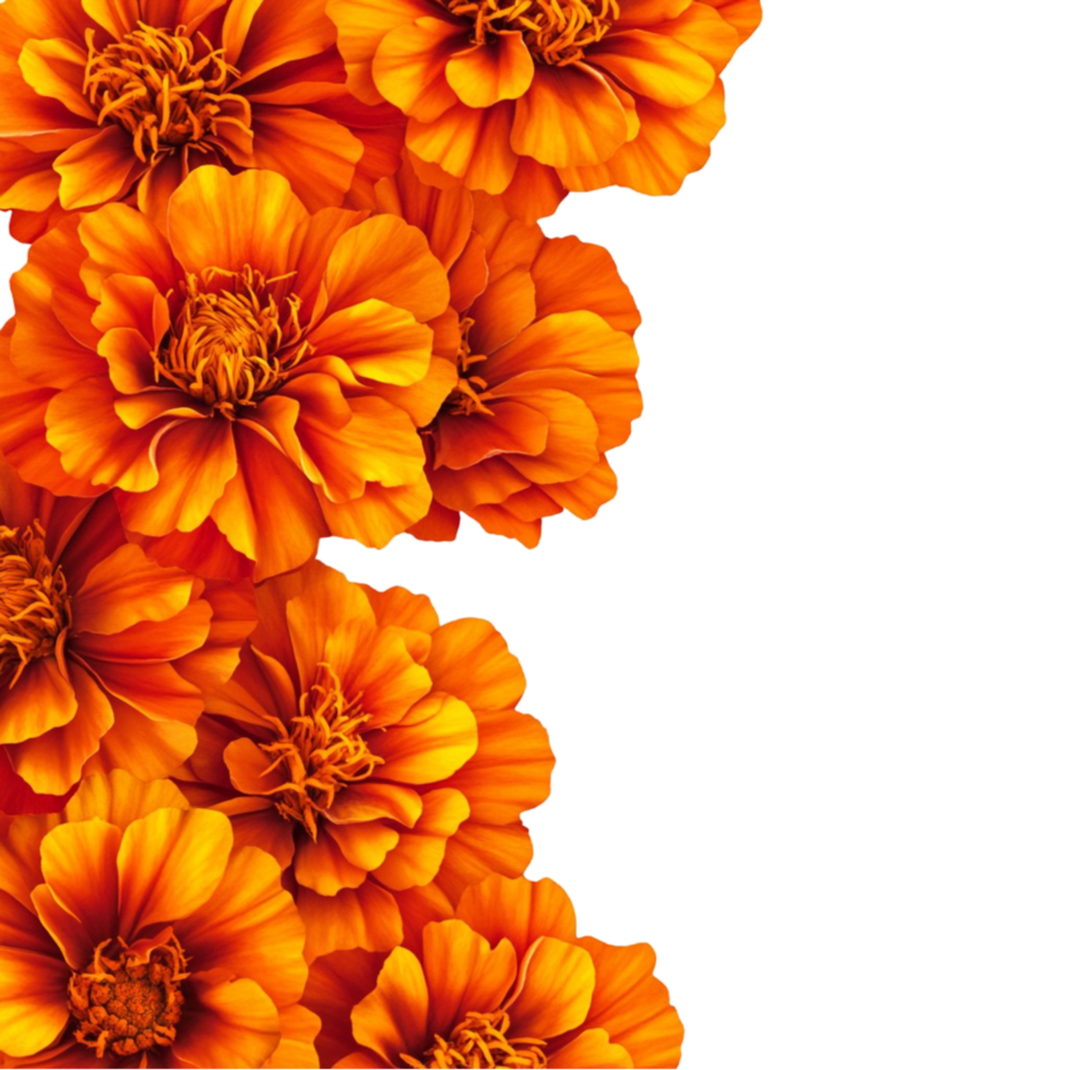 Cluster of Fresh Marigold Flowers png
