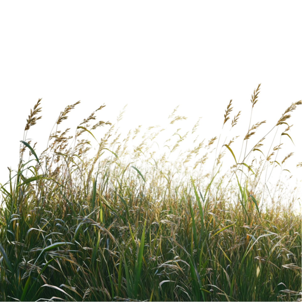 Lush Tall Grass Field Swaying in the Wind png