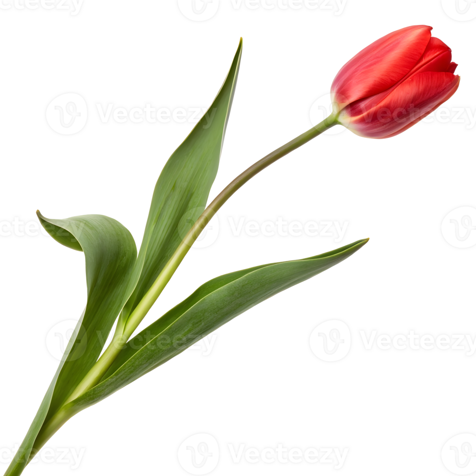 Bright red tulip with lush green leaves, transparent background png