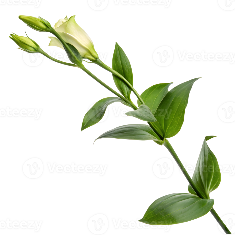 Beautiful blooming white rose with green leaves on a clean background png