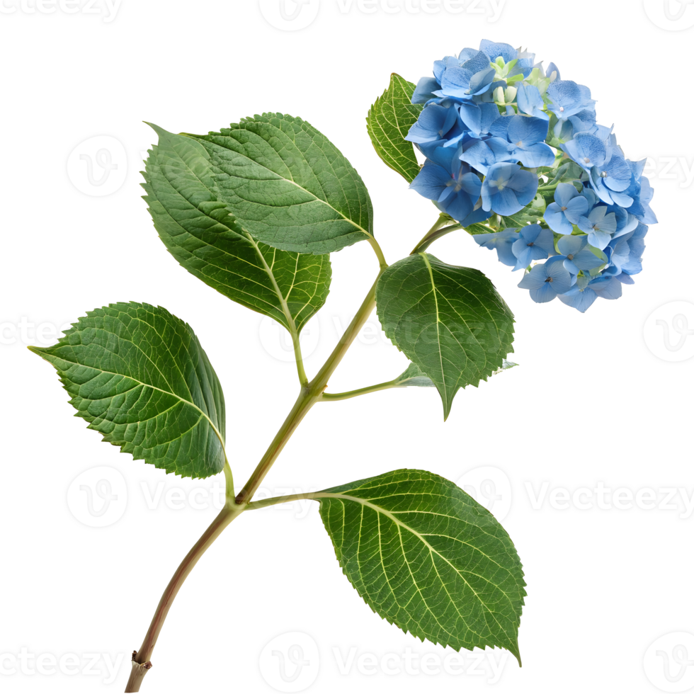 Beautiful blue hydrangea flower with leaves on white background png