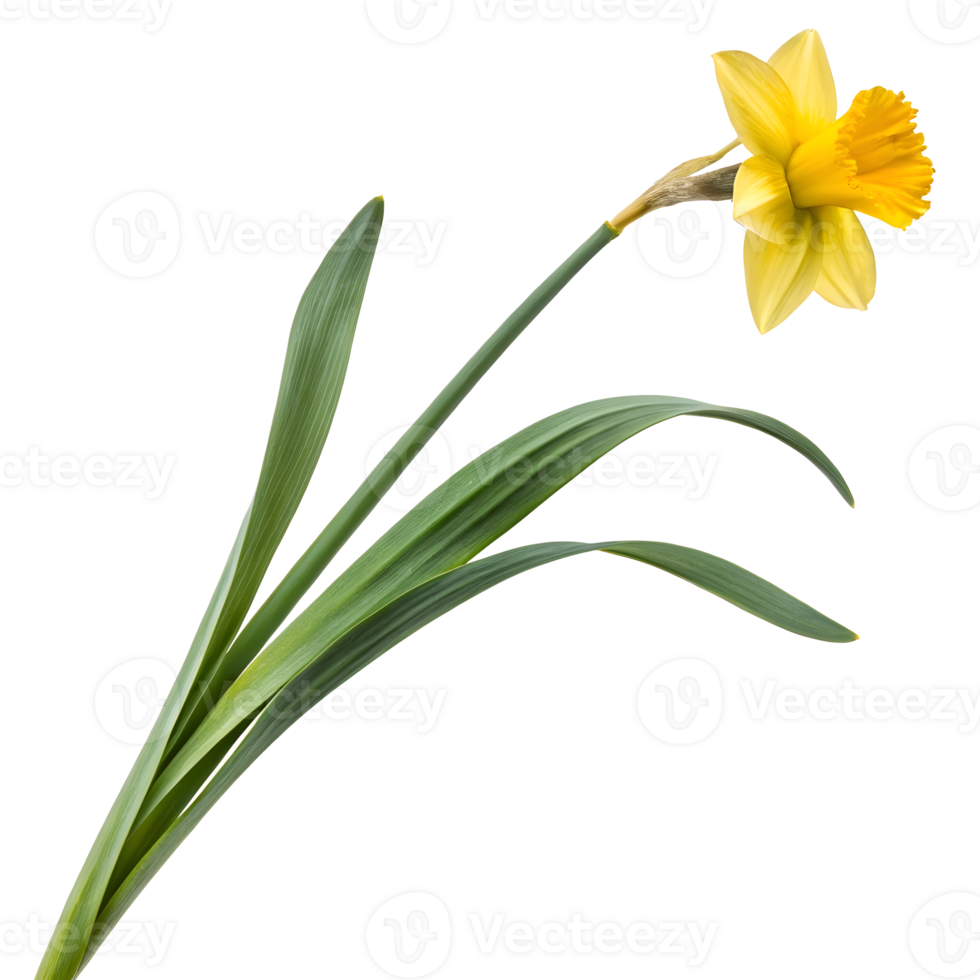 Bright yellow daffodil flower in bloom showcasing vibrant petals and leaves png