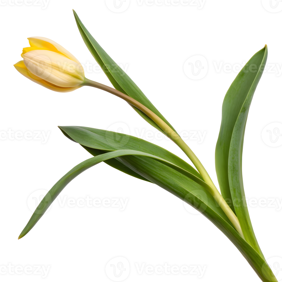 Vibrant yellow tulip with green leaves captured on a white background png
