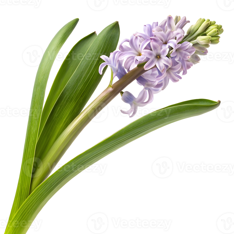 Delicate purple hyacinth blooming with green leaves in springtime garden png